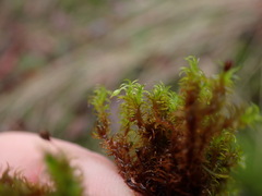 Racomitrium macounii