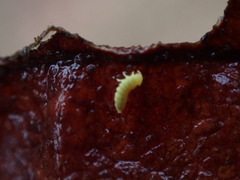 Onychiurinae