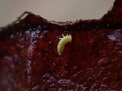 Onychiurinae