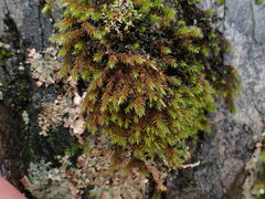 Hedwigia stellata