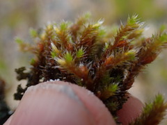 Hedwigia stellata