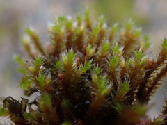 Hedwigia stellata