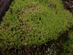 Racomitrium elongatum