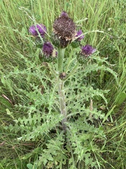 Cirsium drummondii