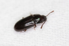 Pharaxonotha kirschii