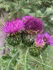 Cirsium drummondii
