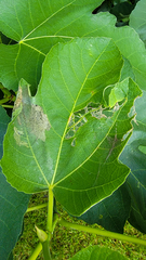 Choreutis nemorana