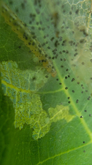 Choreutis nemorana