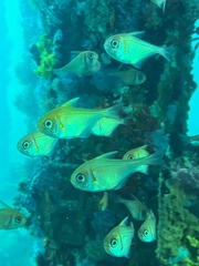 Pempheris klunzingeri