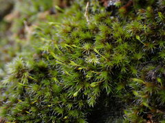 Racomitrium heterostichum