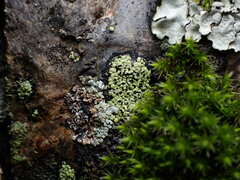 Rhizocarpon geographicum