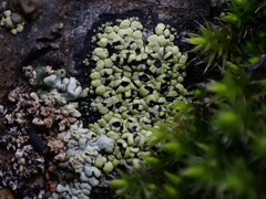 Rhizocarpon geographicum