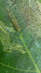 Choreutis nemorana