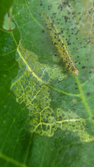 Choreutis nemorana