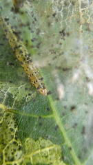 Choreutis nemorana