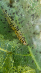 Choreutis nemorana