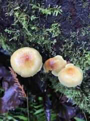 Hypholoma