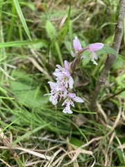 Galearis rotundifolia