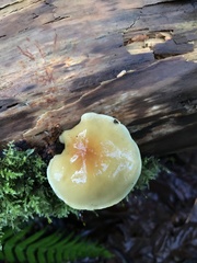 Hypholoma