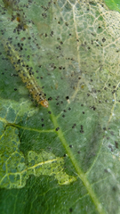Choreutis nemorana