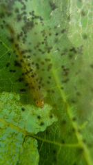 Choreutis nemorana