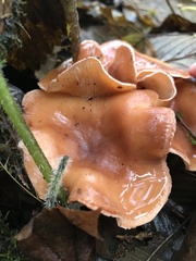 Fungi