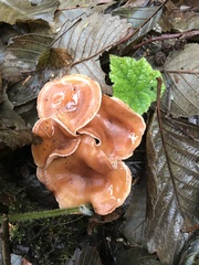 Fungi