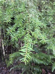 Tsuga heterophylla
