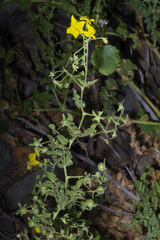 Solanum peruvianum