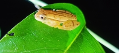 Dendropsophus microcephalus