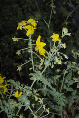Solanum peruvianum