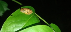 Dendropsophus microcephalus