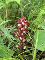Corallorhiza maculata occidentalis
