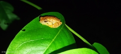Dendropsophus microcephalus