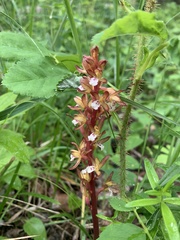 Corallorhiza maculata occidentalis