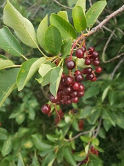 Prunus virginiana
