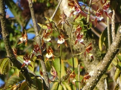 Oncidium