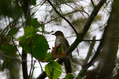 Turdus pallidus