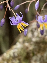 Dianella caerulea assera