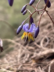 Dianella caerulea assera