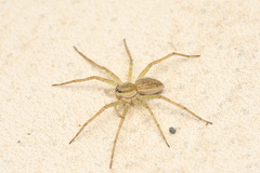 Dolomedes facetus
