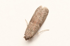Cadra