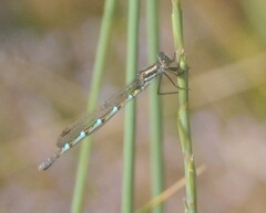 Austrolestes annulosus