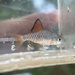 Checkered Barb - Photo (c) AVNJ, some rights reserved (CC BY-NC), uploaded by AVNJ