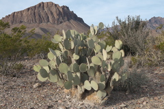 Opuntia rufida