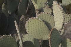Opuntia rufida