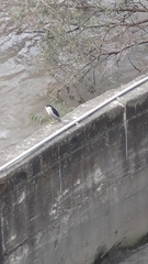 Nycticorax nycticorax nycticorax