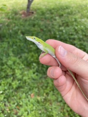 Anolis allisoni