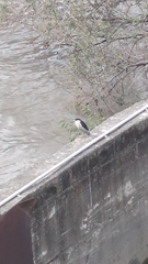 Nycticorax nycticorax nycticorax