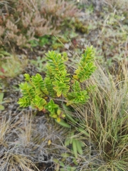 Veronica canterburiensis